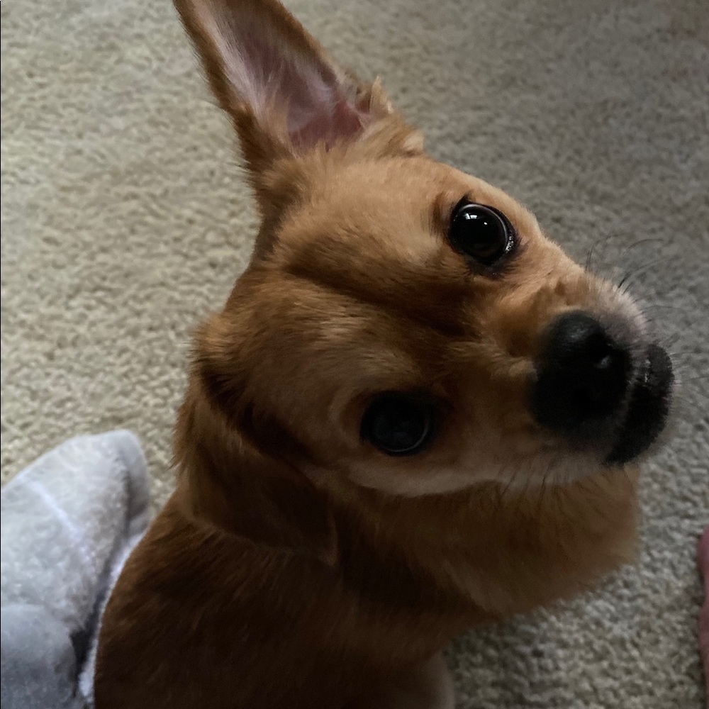 Meet your Posher, Samantha